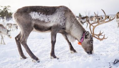 Reindrift, Samisk kultur | Bunnår for norsk reindrift: Reddes av rekordstore overføringer
