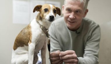 Hunden Lykke er redd for rakettar- slik førebur du hunden din til feiringa – NRK Sørlandet – Lokale nyheter, TV og radio