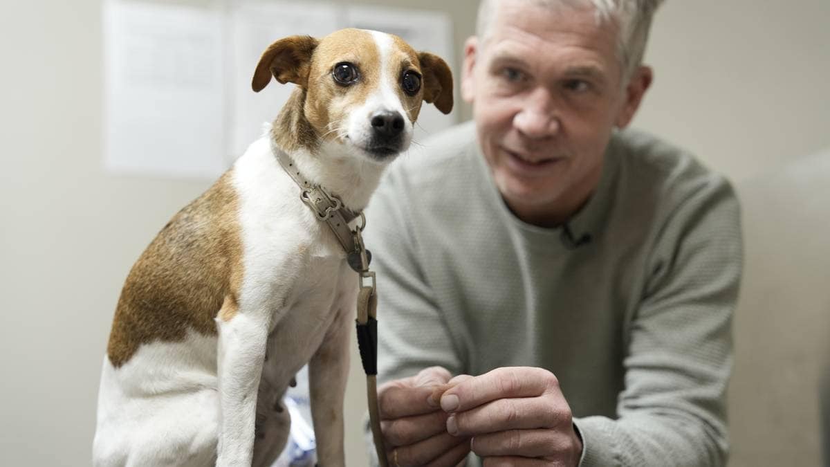 Hunden Lykke er redd for rakettar- slik førebur du hunden din til feiringa – NRK Sørlandet – Lokale nyheter, TV og radio