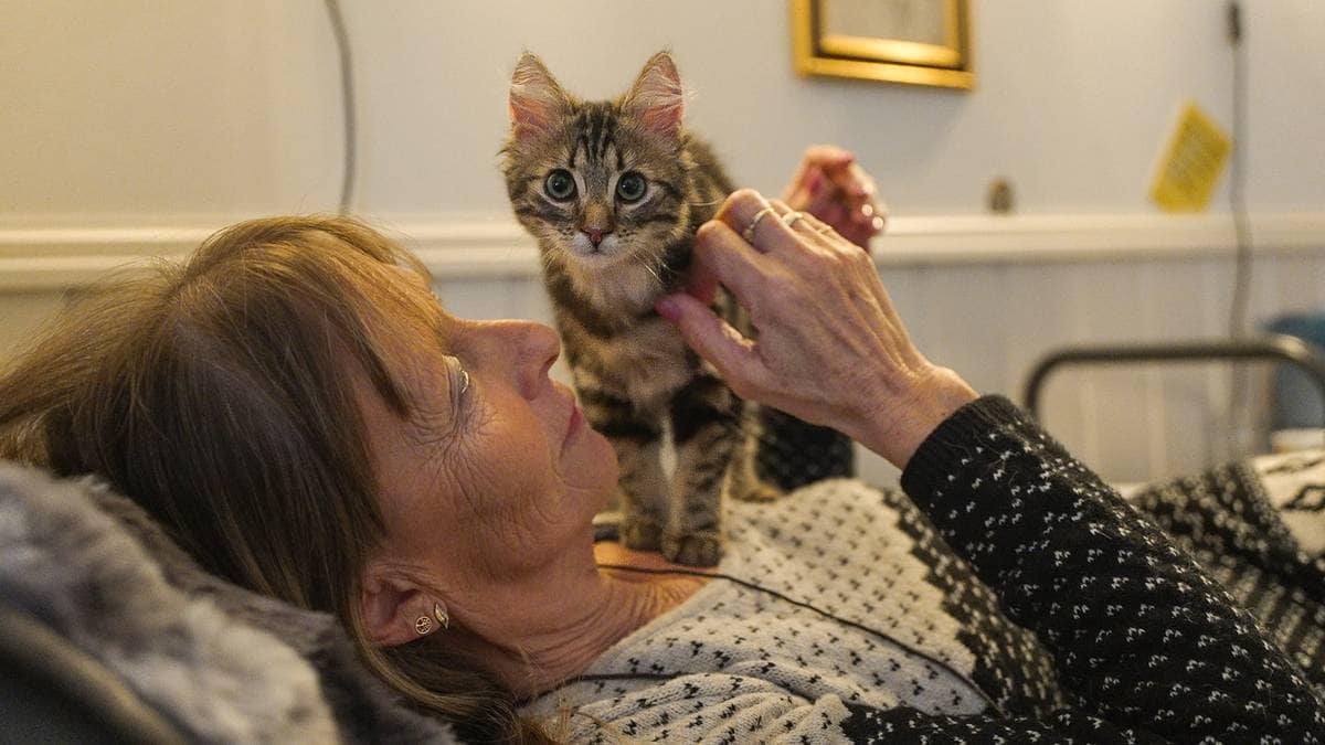 En person ligger ned med en kattunge som sitter på magen hennes. Den voksne kvinnens hender stryker kattungen. Omgivelsene er et innendørs rom med en lys farge på veggene. Det er synlige interiørelementer som en ramme med et bilde i bakgrunnen.
