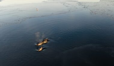 – De svømmer rundt under isen