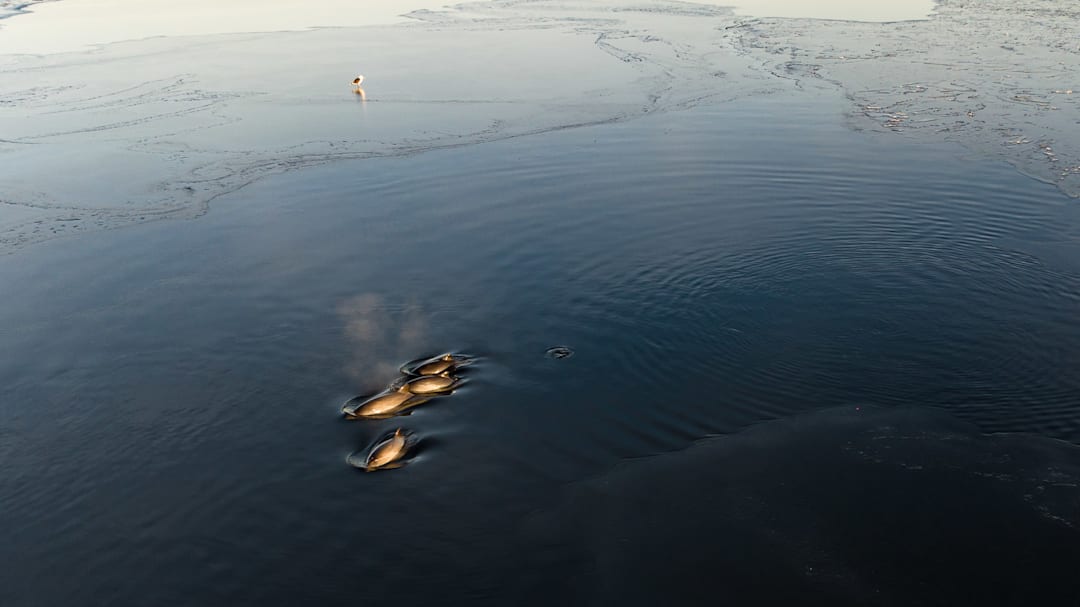 – De svømmer rundt under isen