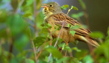 Trekkfugl, Miljø | Utryddet som følge av mer intensivt jordbruk