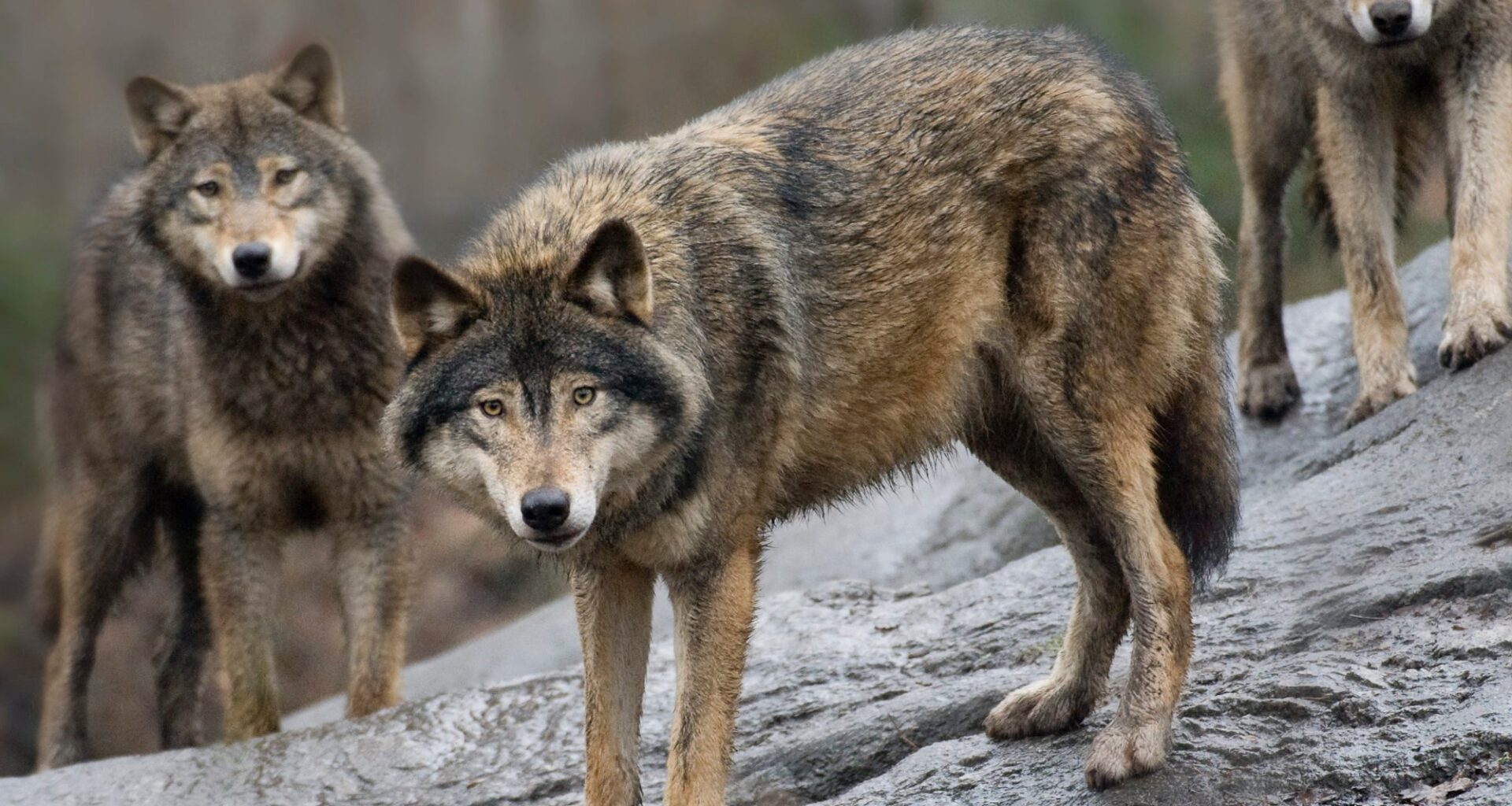 Rovdyr, Ulv | Ulver dukket opp på lekeplass i Tyskland