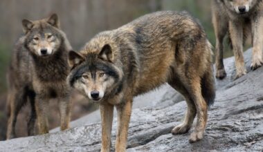 Rovdyr, Ulv | Ulver dukket opp på lekeplass i Tyskland