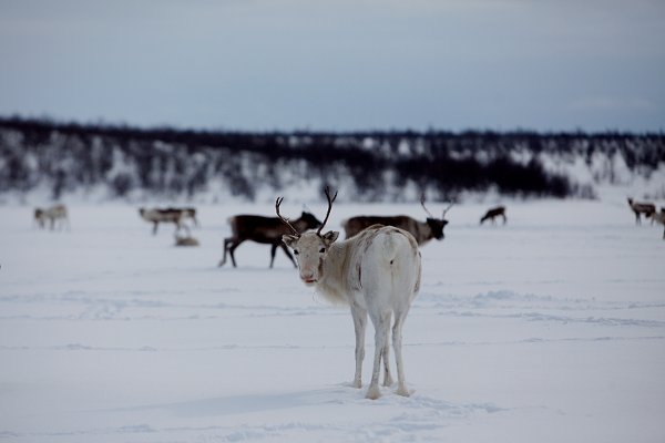 KAUTOKEINO 20120327.
Reinflokken til Isak Mathis Triumf i Kautokeino.
Foto: Stian Lysberg Solum / NTB