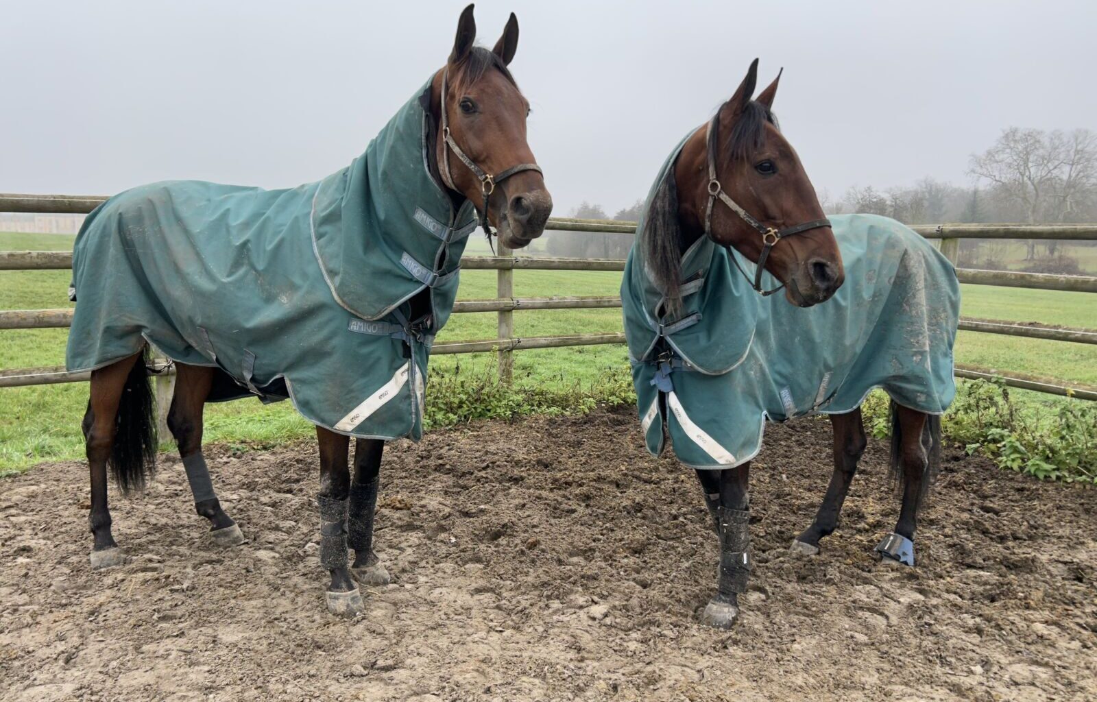 Nytt fra Frankrike: Lørge-hestene er framme, svak dag for de norske og millioner under sal - Trav og Galopp-Nytt