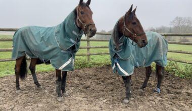 Nytt fra Frankrike: Lørge-hestene er framme, svak dag for de norske og millioner under sal - Trav og Galopp-Nytt