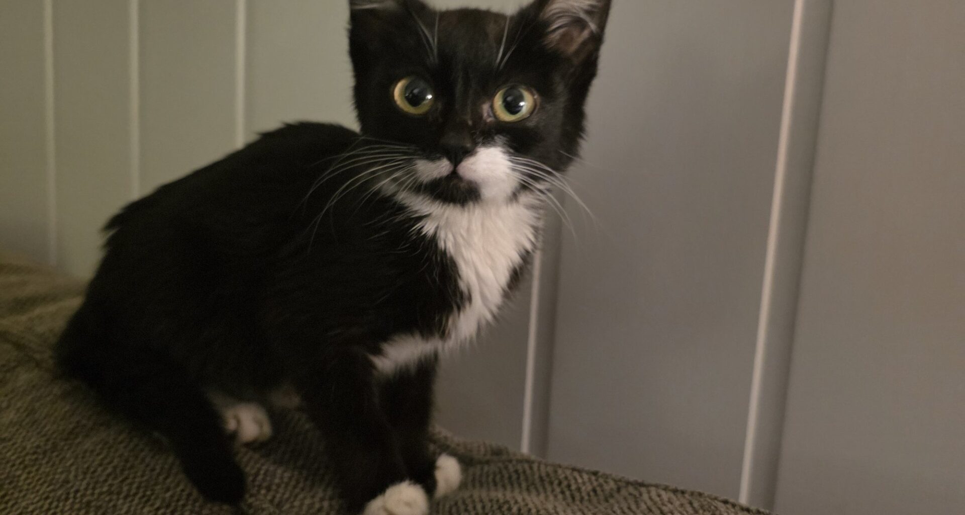 Katt, Dødsfall | Katten Edel veide bare 650 gram da hun døde i Kristiansund