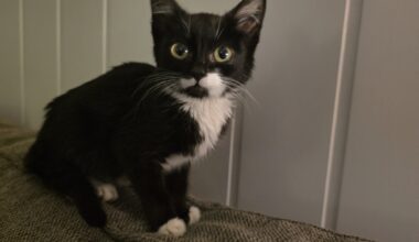 Katt, Dødsfall | Katten Edel veide bare 650 gram da hun døde i Kristiansund