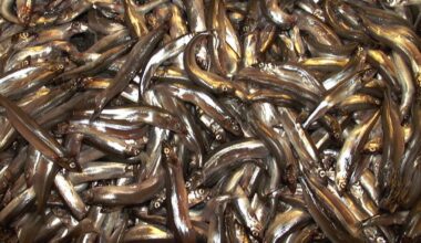 Havforskere anbefaler fiskestopp for lodde i 2026