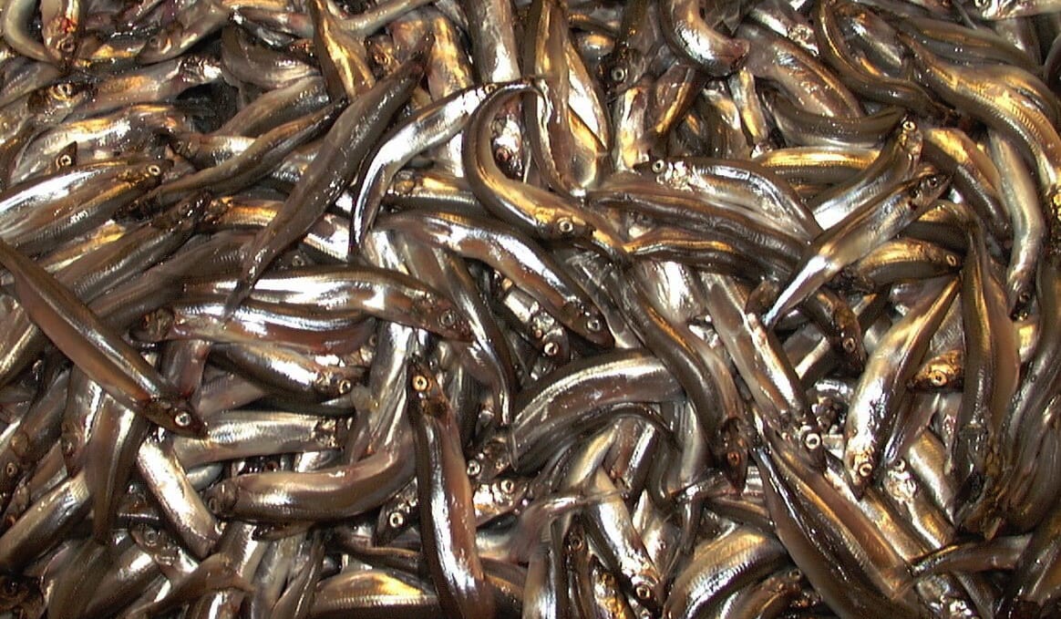 Havforskere anbefaler fiskestopp for lodde i 2026