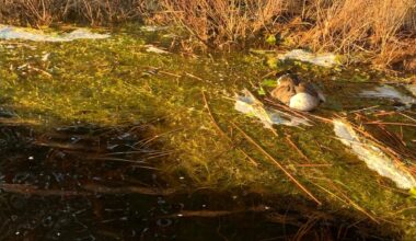 Nyheter, Fugleinfluensa | Flere døde fugler funnet: – Viktig at folk melder fra - Romerikes Blad