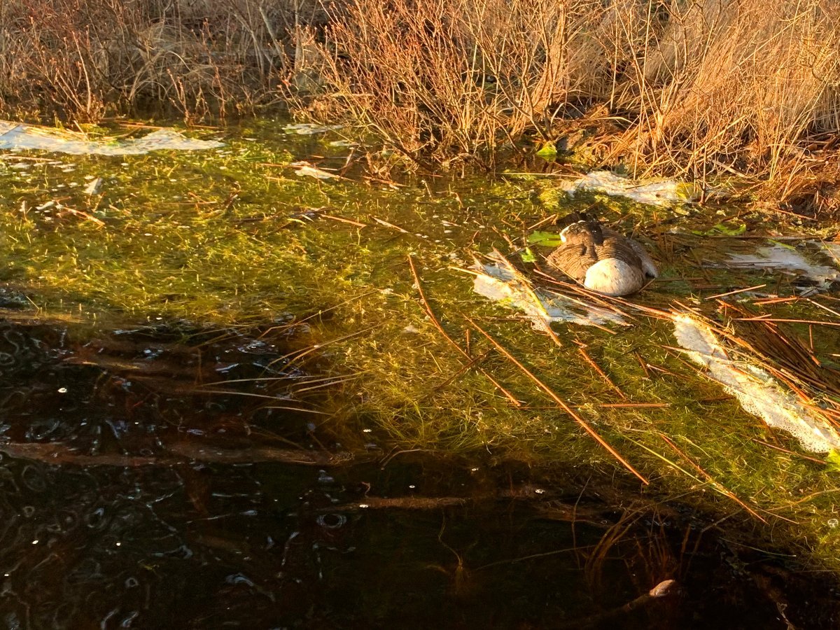 Nyheter, Fugleinfluensa | Flere døde fugler funnet: – Viktig at folk melder fra - Romerikes Blad