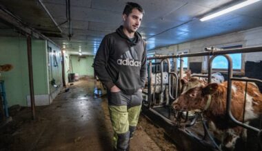 En ung person går langs en stall med melkekyr. Personen har på seg en grå hettegenser og arbeidstøy. Omgivelsene er en innendørs stall med betonggulv og enkelt lys. Det er strødd halm på gulvet.