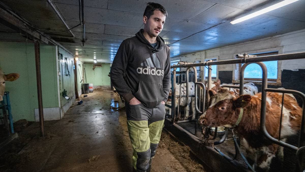 En ung person går langs en stall med melkekyr. Personen har på seg en grå hettegenser og arbeidstøy. Omgivelsene er en innendørs stall med betonggulv og enkelt lys. Det er strødd halm på gulvet.