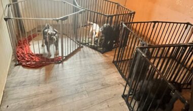 Dyrevelferdsloven, Hunder | Synet sjokkerte inspektørene: Nå er hundeeieren dømt - Bergensavisen