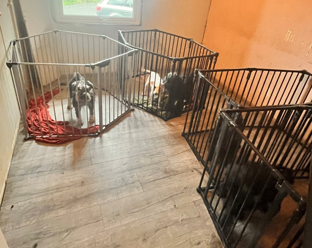 Dyrevelferdsloven, Hunder | Synet sjokkerte inspektørene: Nå er hundeeieren dømt - Bergensavisen