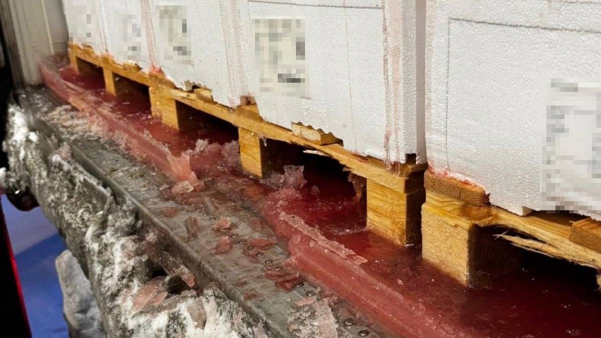 Blod, slim og fiskevatn har frose til is på fisketransport og ligg som ei blodig kake bak i vogntoget. Dette kan bli resultatet dersom eit vogntog får bruksforbod på grunn av avrenning, og må setta i gang frysaren for å hindra lekkasje.