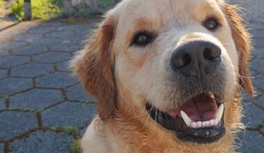 Hund blei heilt vill etter fyrverkerismell og funnen død – NRK Sørlandet – Lokale nyheter, TV og radio