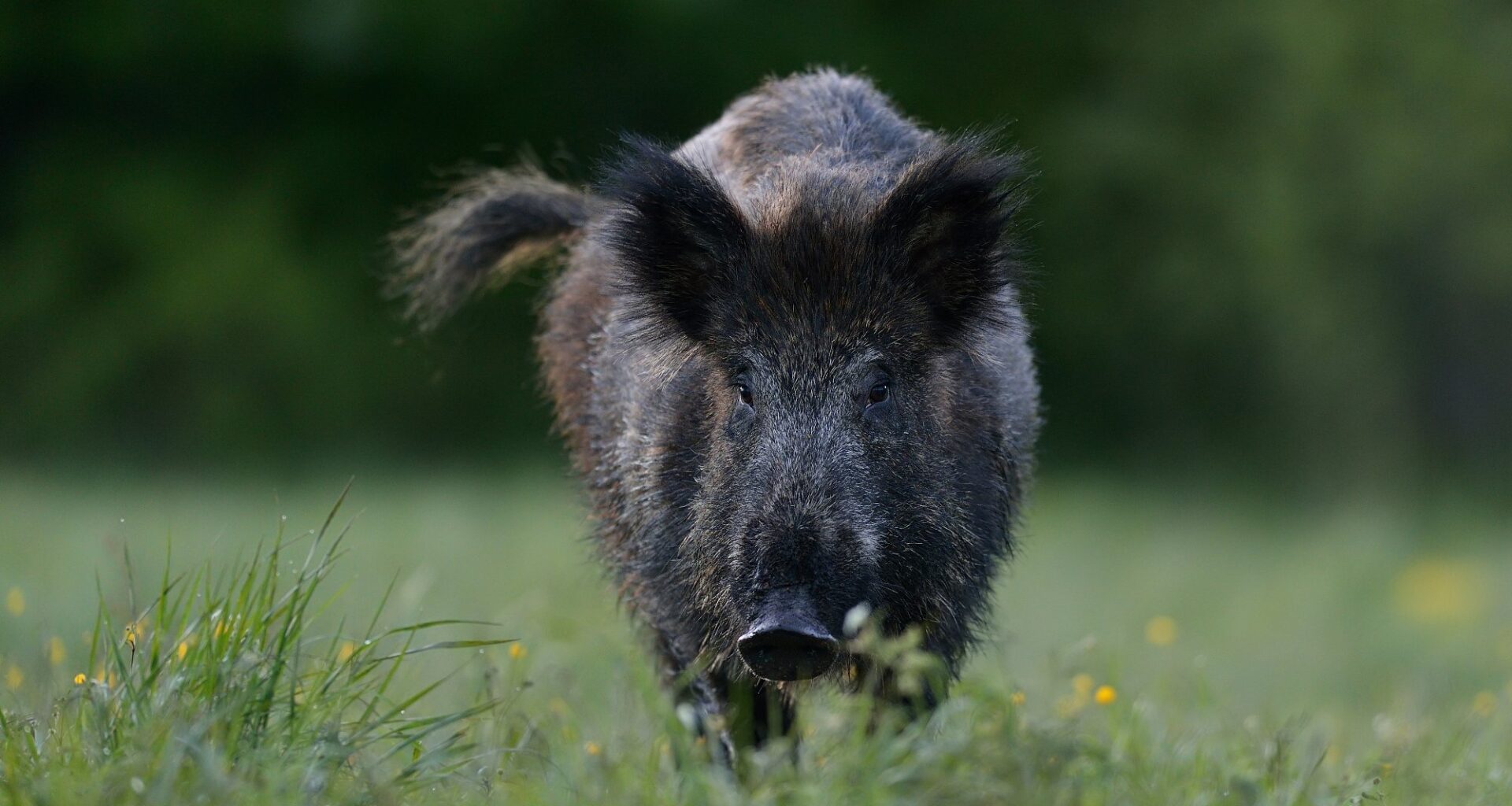 Villsvin, Sverige | Skadet villsvin angrep flere personer i Kungsbacka