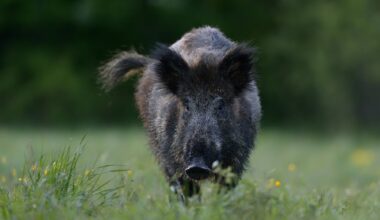 Villsvin, Sverige | Skadet villsvin angrep flere personer i Kungsbacka