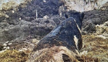 Bonde tiltalt for vanskjøtsel av ku – NRK Vestfold og Telemark – Lokale nyheter, TV og radio