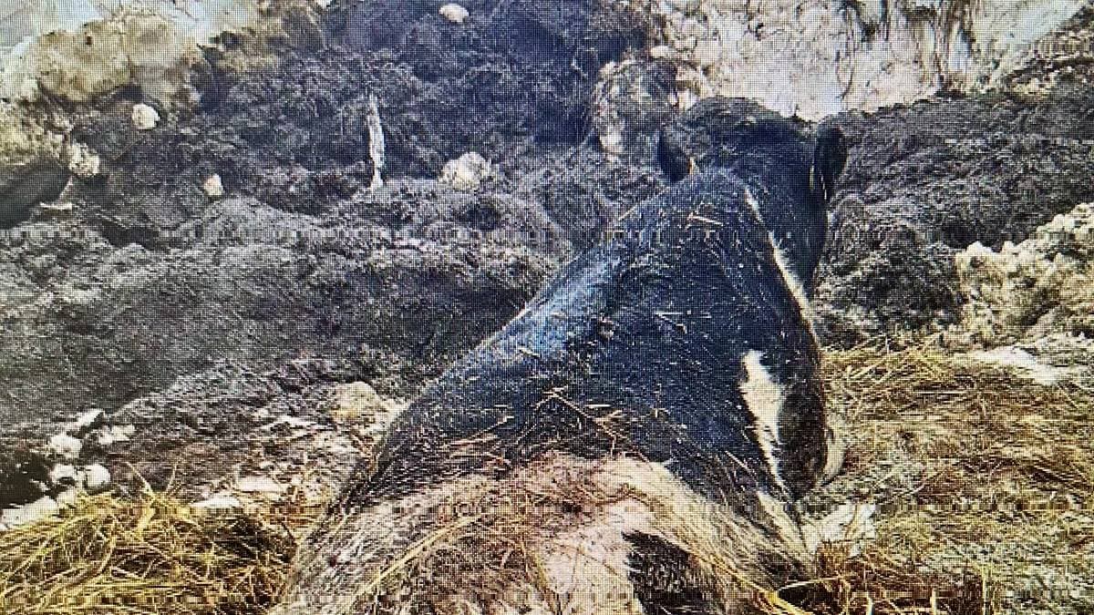 Bonde tiltalt for vanskjøtsel av ku – NRK Vestfold og Telemark – Lokale nyheter, TV og radio