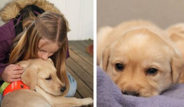 Bildet er delt i to. På venstre side ser man en ung jente og en hund som sitter på en trapp. På høyre side er det nærbilde av en gul labradorvalp som ser rett i kamera.