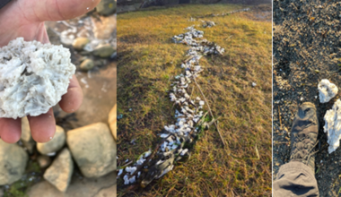 Oppfordrer turgåere til å plukke voks fra strendene i jula - Halden Arbeiderblad