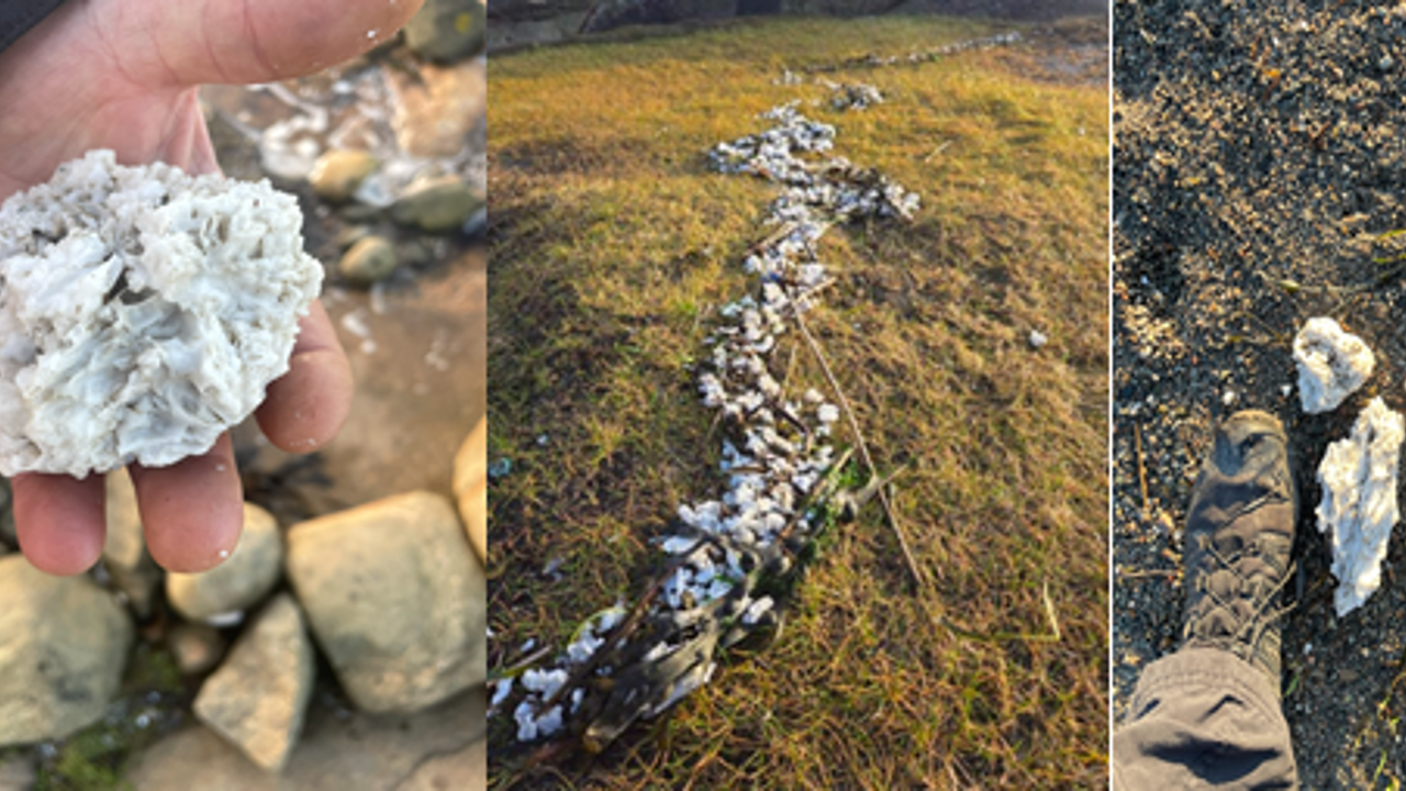 Oppfordrer turgåere til å plukke voks fra strendene i jula - Halden Arbeiderblad