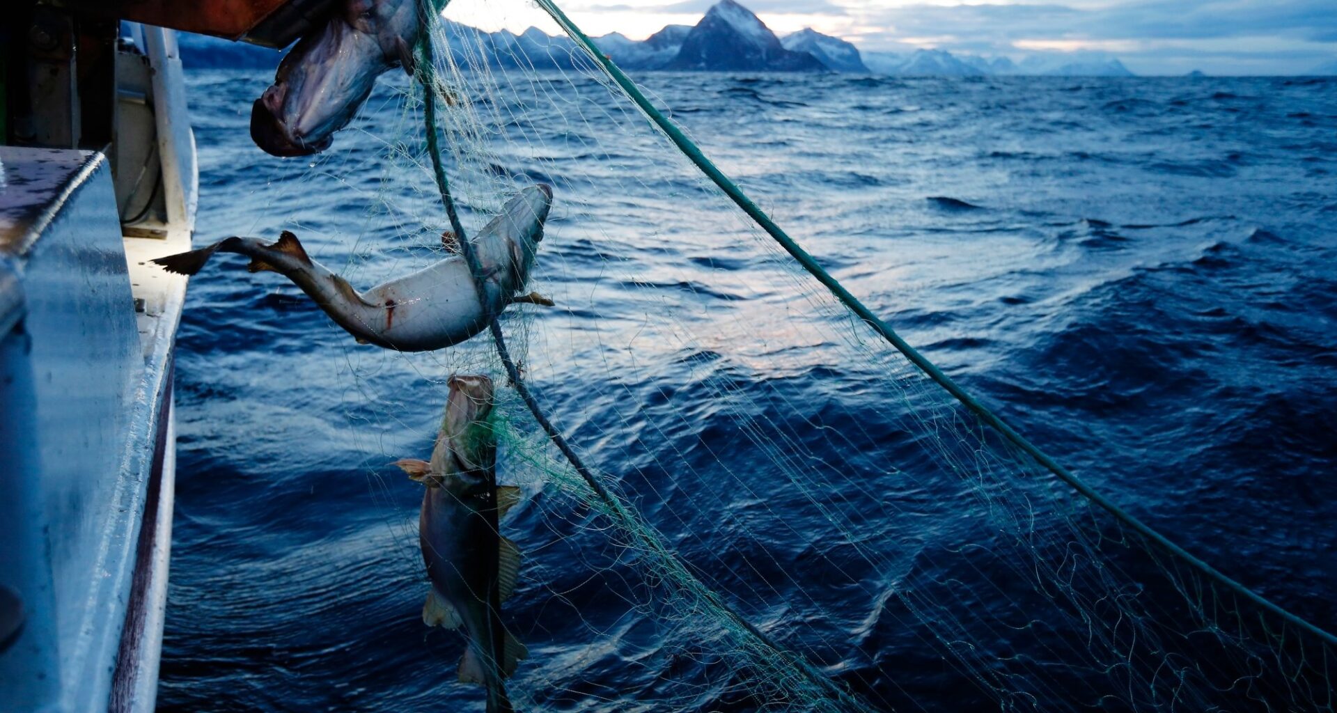 Smøla, Oppdrettsanlegg | Torsken forsvinner – men ingen tør å snakke om hvorfor