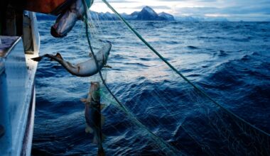 Smøla, Oppdrettsanlegg | Torsken forsvinner – men ingen tør å snakke om hvorfor