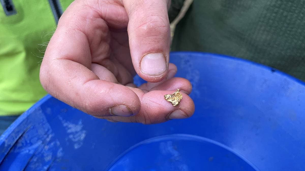 Gullklump på 0,8 gram, funnet i elva Gisna av Carl-David "Kalle" Granbäck.