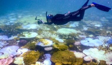 Korallrev kan gi 50 prosent mer fisk