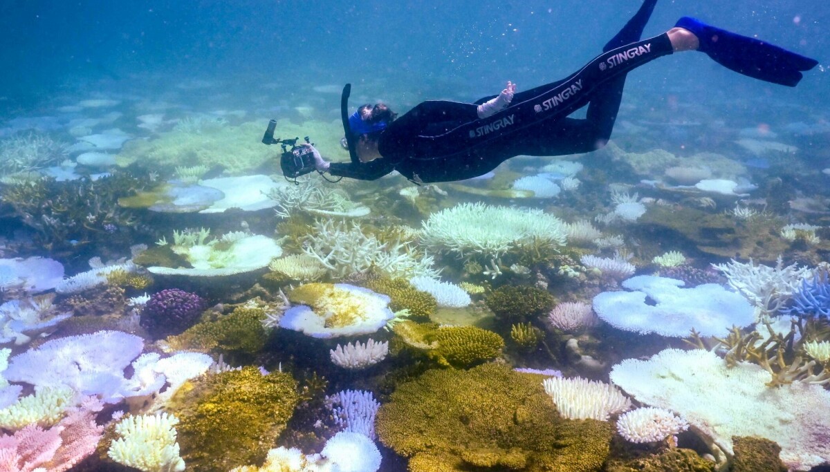 Korallrev kan gi 50 prosent mer fisk