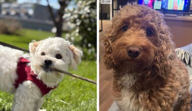 Fleire titalls hundar stakk av på nyttårsaftan: – Rørande engasjement