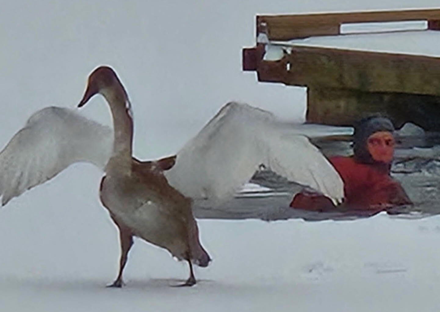 Mjøsa, Svane | Reddet svane fra isen