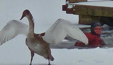 Mjøsa, Svane | Reddet svane fra isen