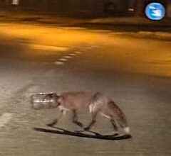 Rev med plastdunk på hodet irrer rundt i Köln