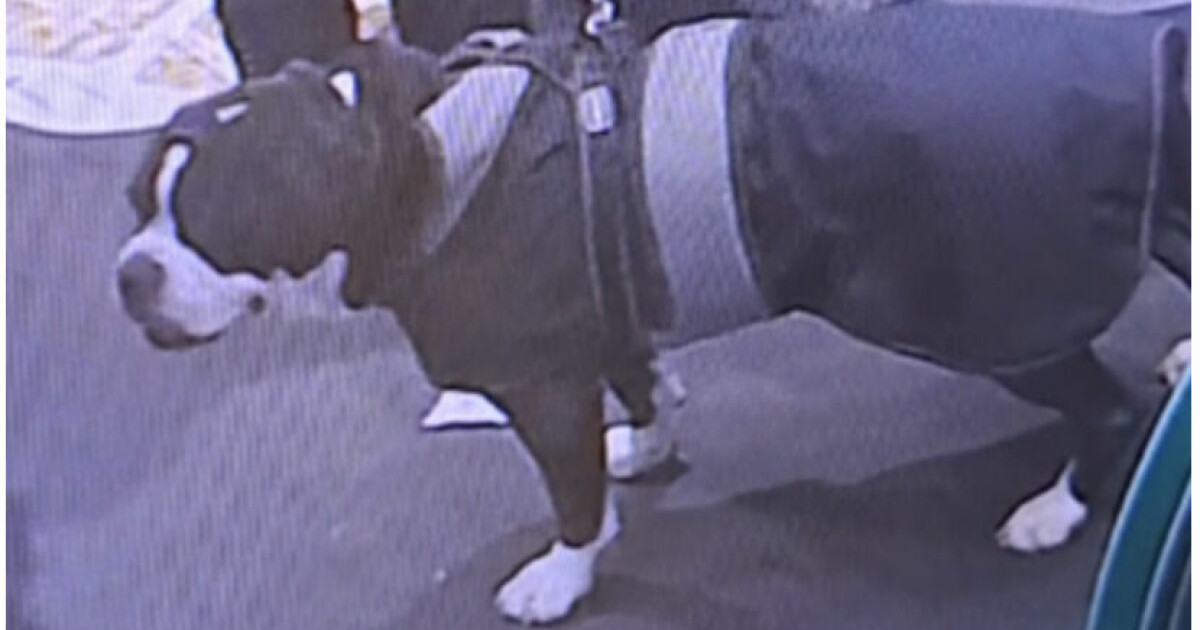 Kirkenær-drapet: Ber publikum om hjelp