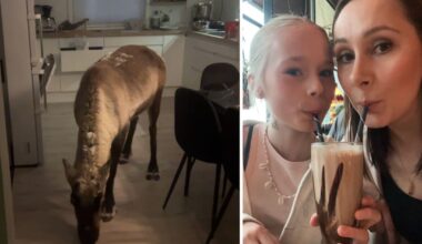 Reinsdyr kom på besøk hos 13-åring i Tromsø