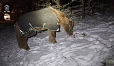 Hester på rømmen i Moss – søkte tilflukt i barnehage