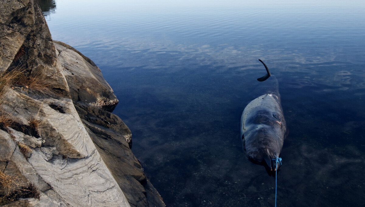 Folk har meldt inn 80 strandede sjøpattedyr