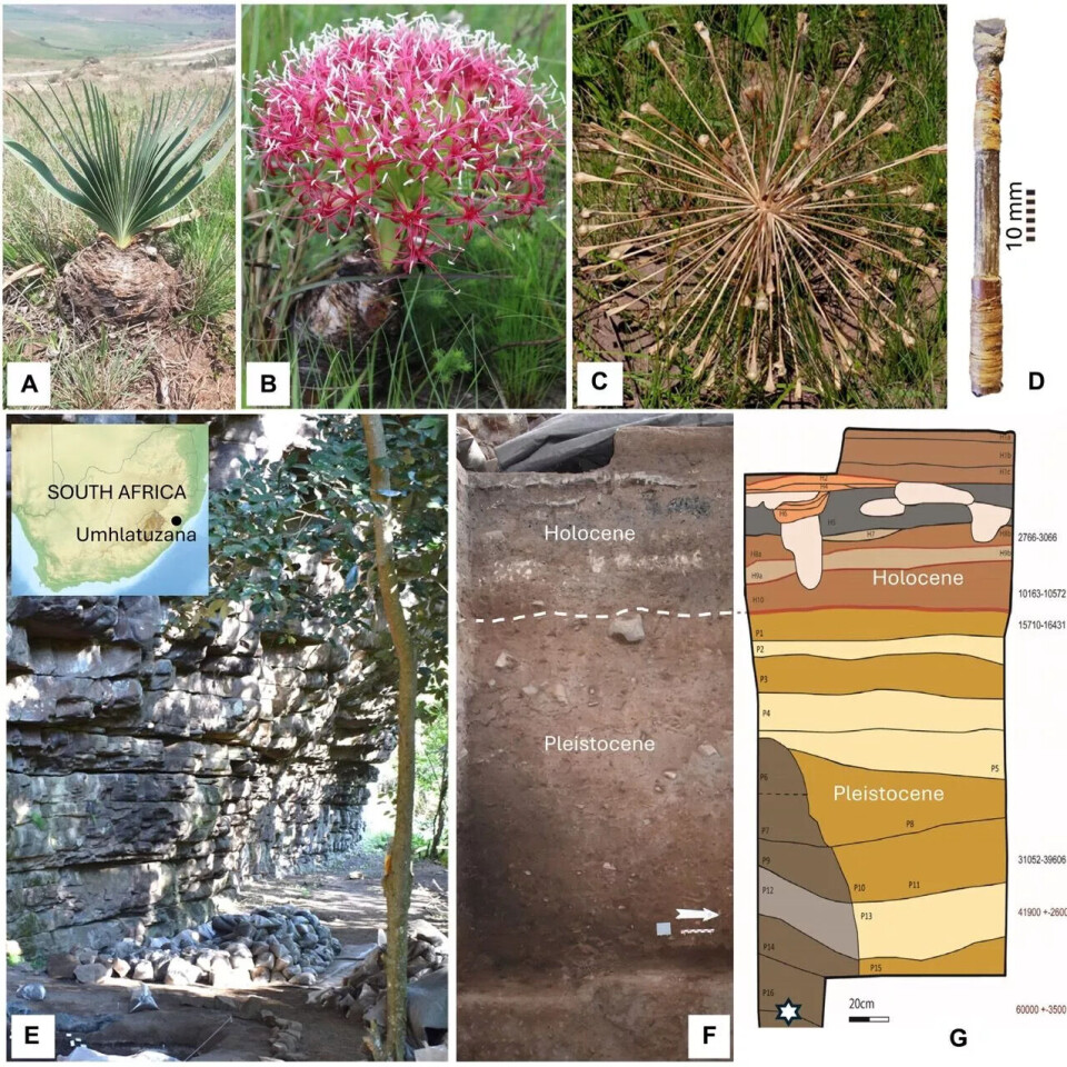 Kollasj av bilder. Øverst vises tre plantebilder. Det første er en nøtt som det vokser stive, grønne, store, lange blader ut av. Det andre bildet viser planten i blomst med rosa, stjerneformede blomster med hvite, risformede støvbærere. Det tredje bildet viser planten avblomstret, der blomsterstenglene er brune og tørre. Helt til høyre vises en stav. Under denne rekken av bilder er tre bilder av området der spissene ble funnet. Først et bilde av en klumpete steinvegg med en haug halvstore, avrundede steiner under på bakken. Det er innfelt et kart over Sør-Afrika med funnstedet markert. Så vises et brunt bilde av steinlagene der funnet ble gjort, påskrevet holocene øverst og pleistocene under. Til sist en grafisk framstilling av de samme lagene i ulike brunsjatteringer. Det er skrevet årstall for hvert lag, og det nederste, der funnet ble gjort, er rundt 60.000 år gammelt.