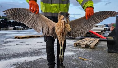Vinjar Vedde fann fuglearten rørdrum i Langevåg på Sunnmøre.