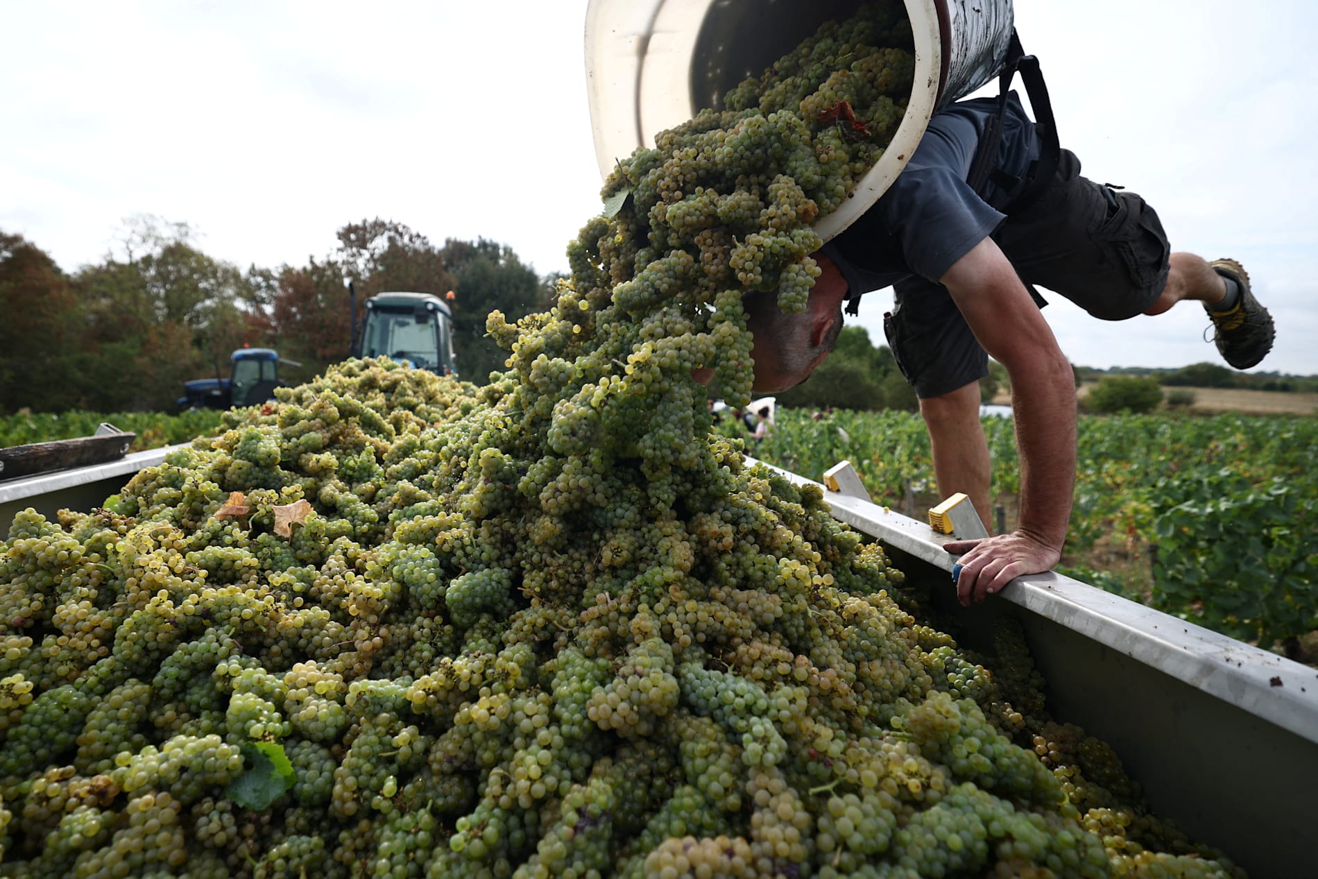 Høye temperaturer fremskyndet innhøstingen flere steder i fjor. Her losser en plukker vindruer på en gård i nærheten av Nantes i august 2025. 
