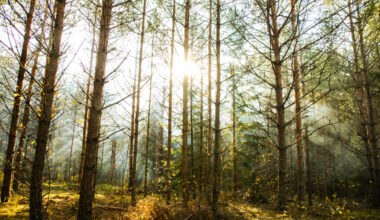 Alvorlig skytehendelse under norsk øvelse i Litauen