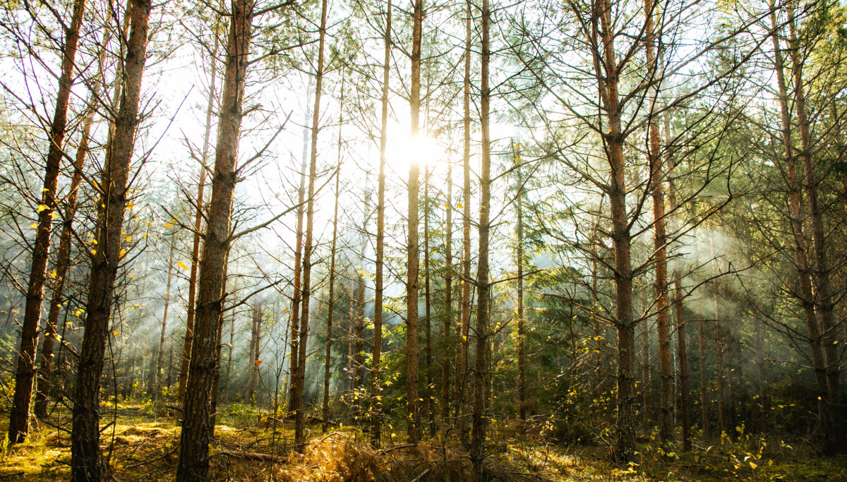 Alvorlig skytehendelse under norsk øvelse i Litauen