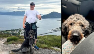 Hunden stakk av på nyttårsaften